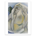 Georgia O'Keeffe "White Rose" Print