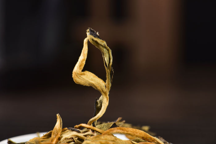 Pasha Mountain "Large Leaf Assamica" Black Tea | Yunnan Sourcing Tea Shop